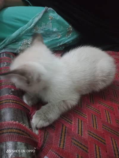 exchange posible 3 persion kitten kids for sale mother pic attach