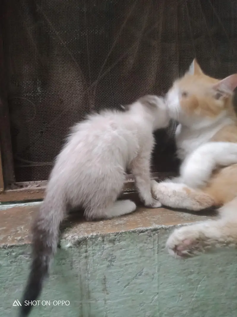 exchange posible 3 persion kitten kids for sale mother pic attach — photo 2