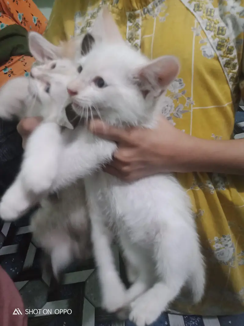 exchange posible 3 persion kitten kids for sale mother pic attach — photo 3