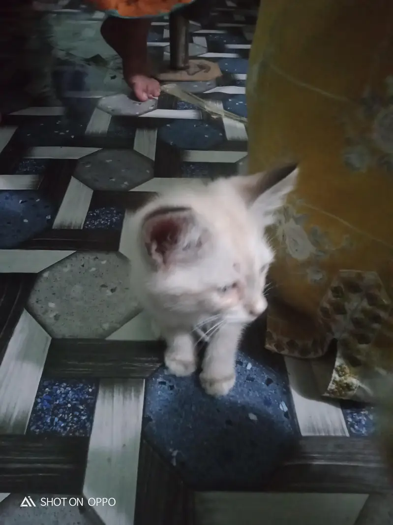 exchange posible 3 persion kitten kids for sale mother pic attach — photo 4
