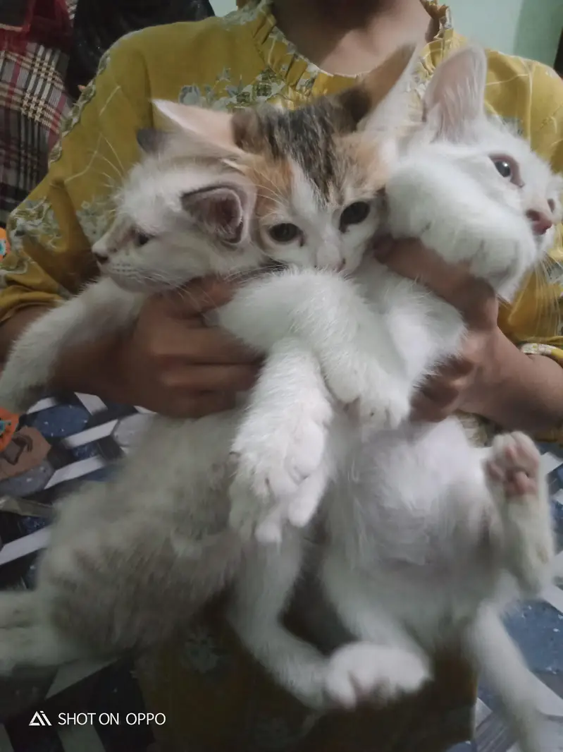 exchange posible 3 persion kitten kids for sale mother pic attach — photo 5