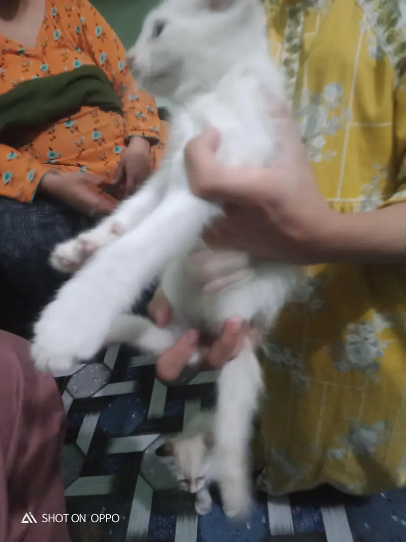 exchange posible 3 persion kitten kids for sale mother pic attach — photo 6