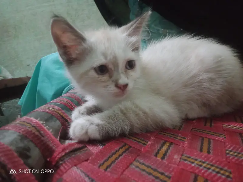 exchange posible 3 persion kitten kids for sale mother pic attach — photo 7