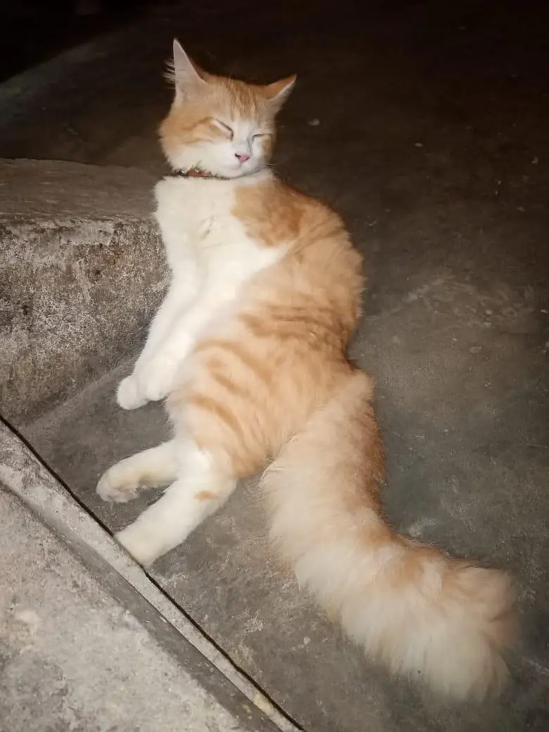 exchange posible 3 persion kitten kids for sale mother pic attach — photo 8