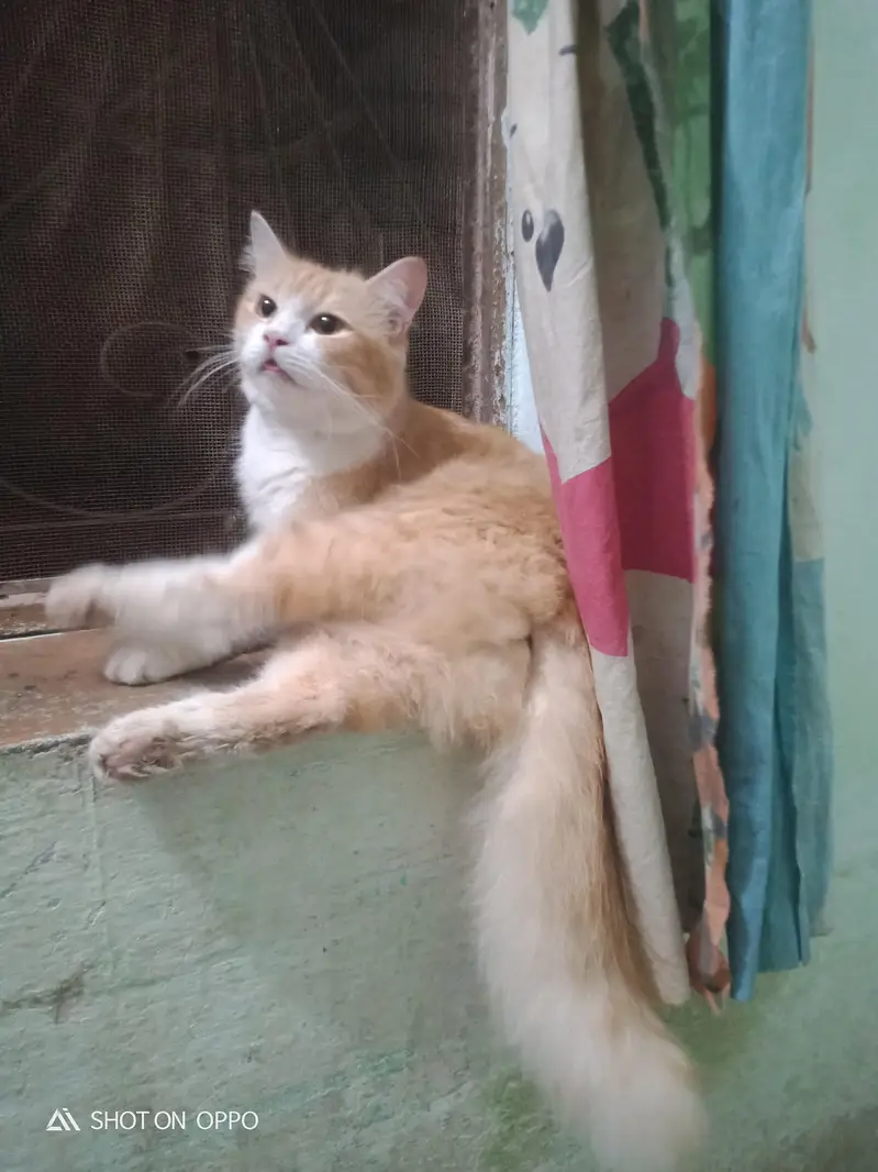 exchange posible 3 persion kitten kids for sale mother pic attach — photo 9