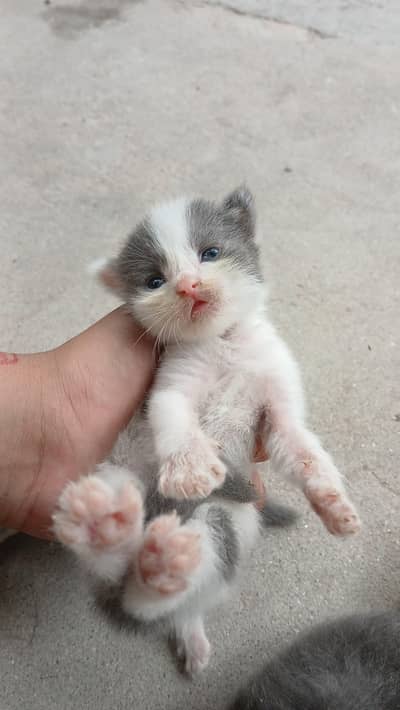 5 Triple Coated Persian
