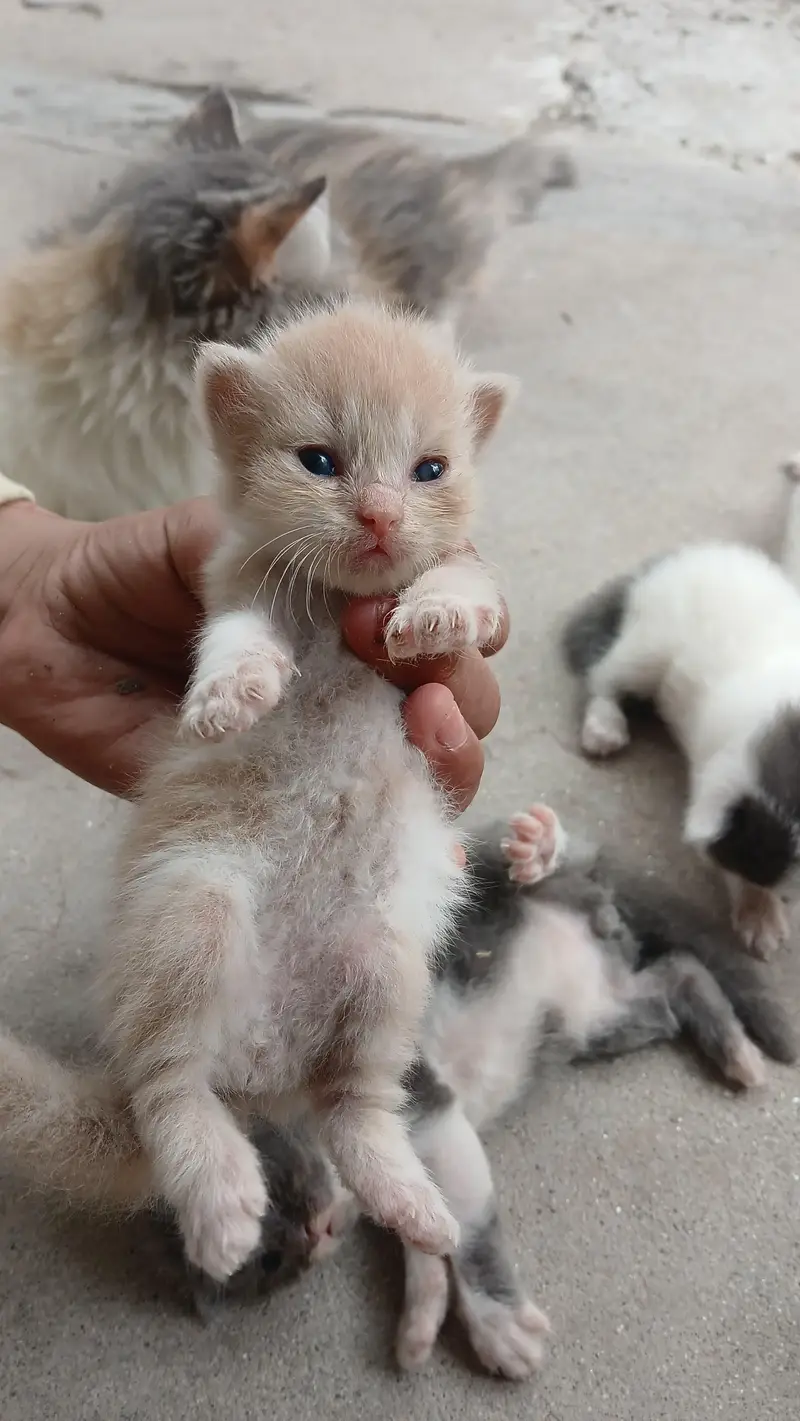 5 Triple Coated Persian — photo 2