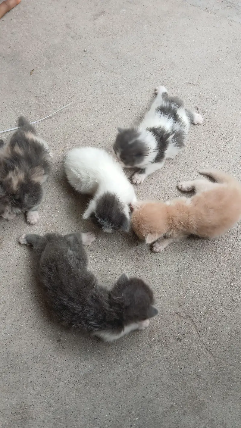 5 Triple Coated Persian — photo 3