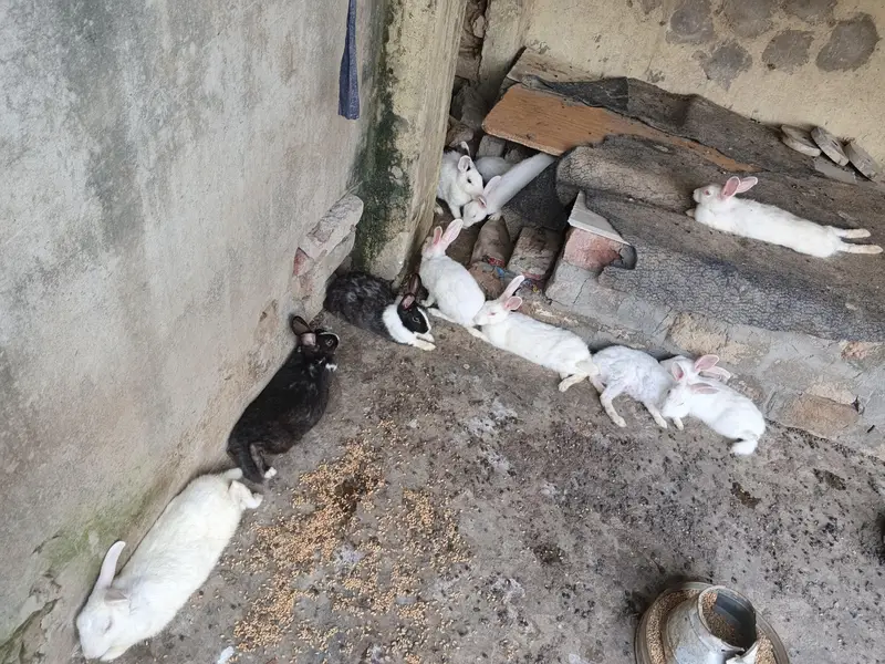 rabbit  — photo 2
