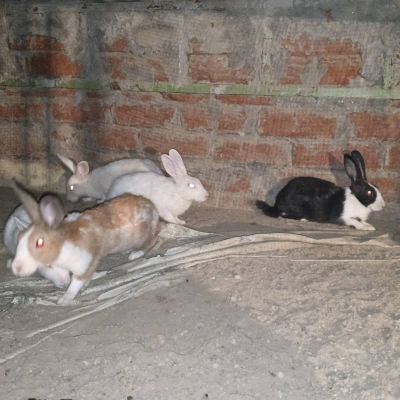 rabbit  2