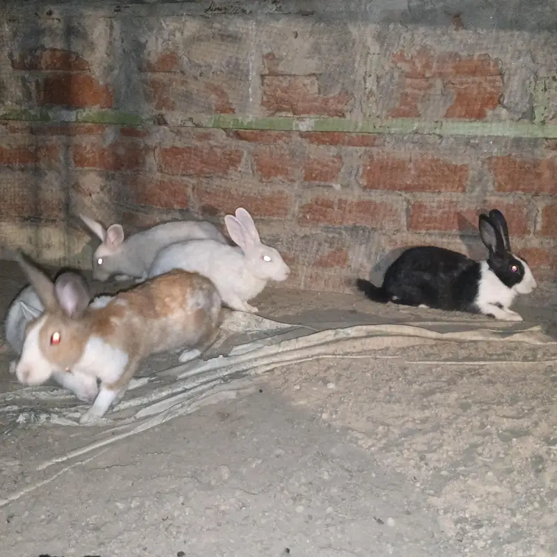 rabbit  — photo 3