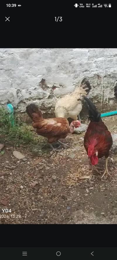 2 murgia or 1 murga ha