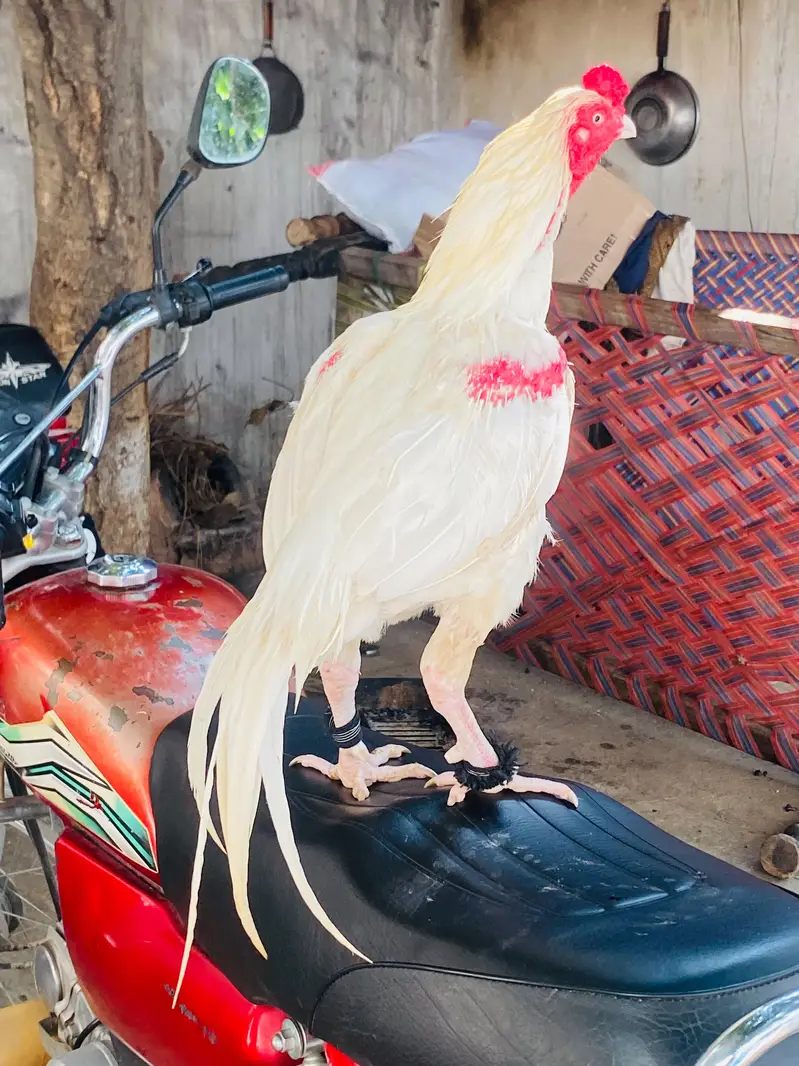 Heera aseel WhatsApp 03105018400 — photo 2