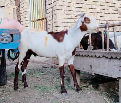 دو دانت کیٹا گلابی کھسی بکرہ male goat