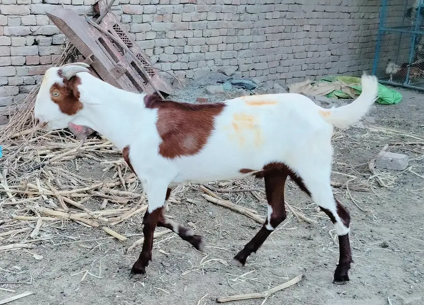 دو دانت کیٹا گلابی کھسی بکرہ male goat — photo 2
