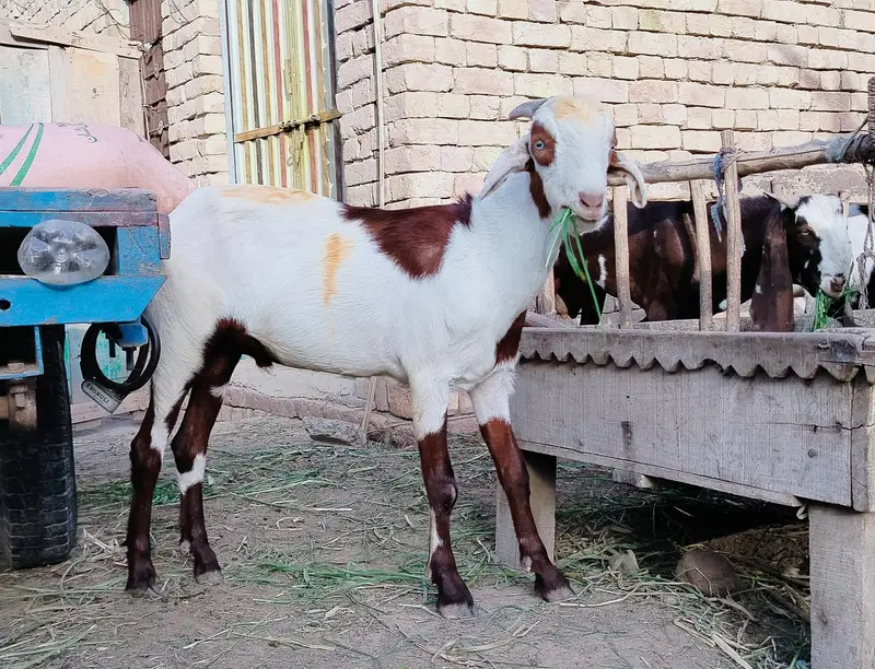 دو دانت کیٹا گلابی کھسی بکرہ male goat — photo 3
