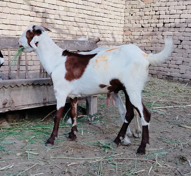 دو دانت کیٹا گلابی کھسی بکرہ male goat — photo 4