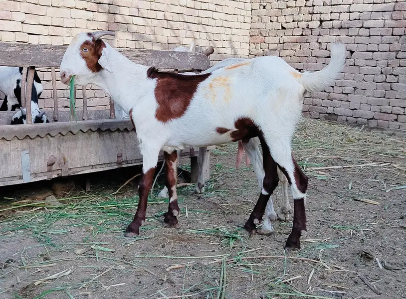 دو دانت کیٹا گلابی کھسی بکرہ male goat — photo 5