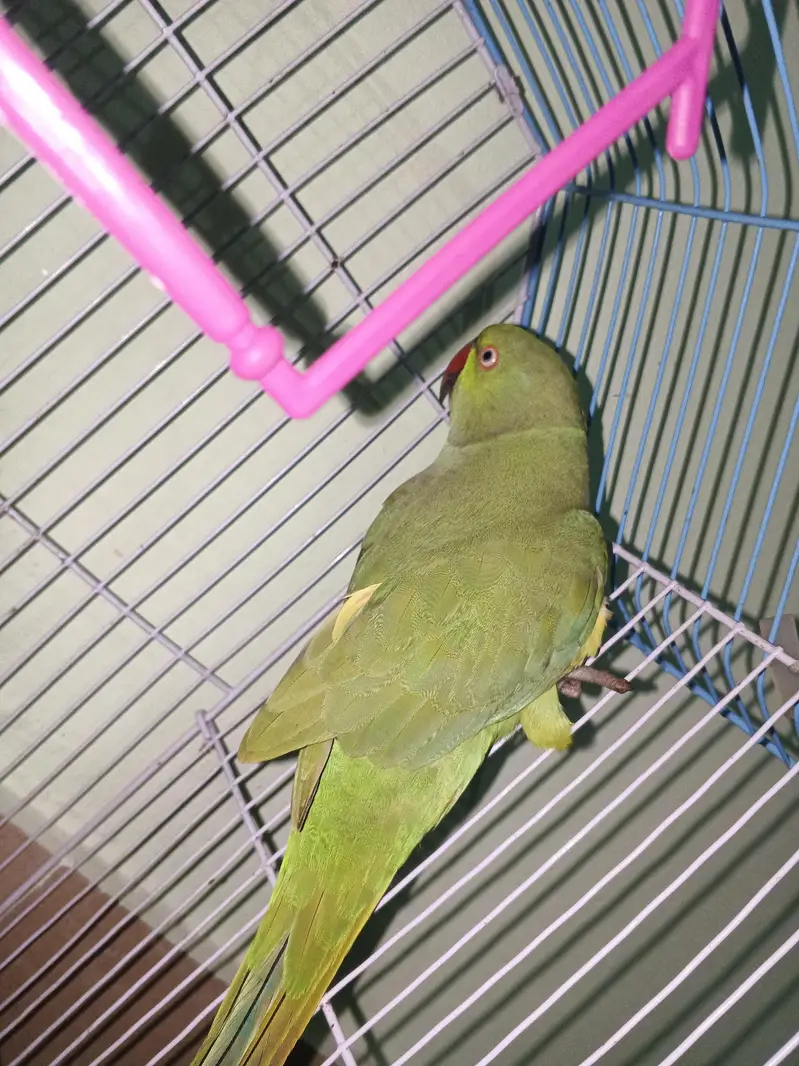 Urgent Sale — photo 2