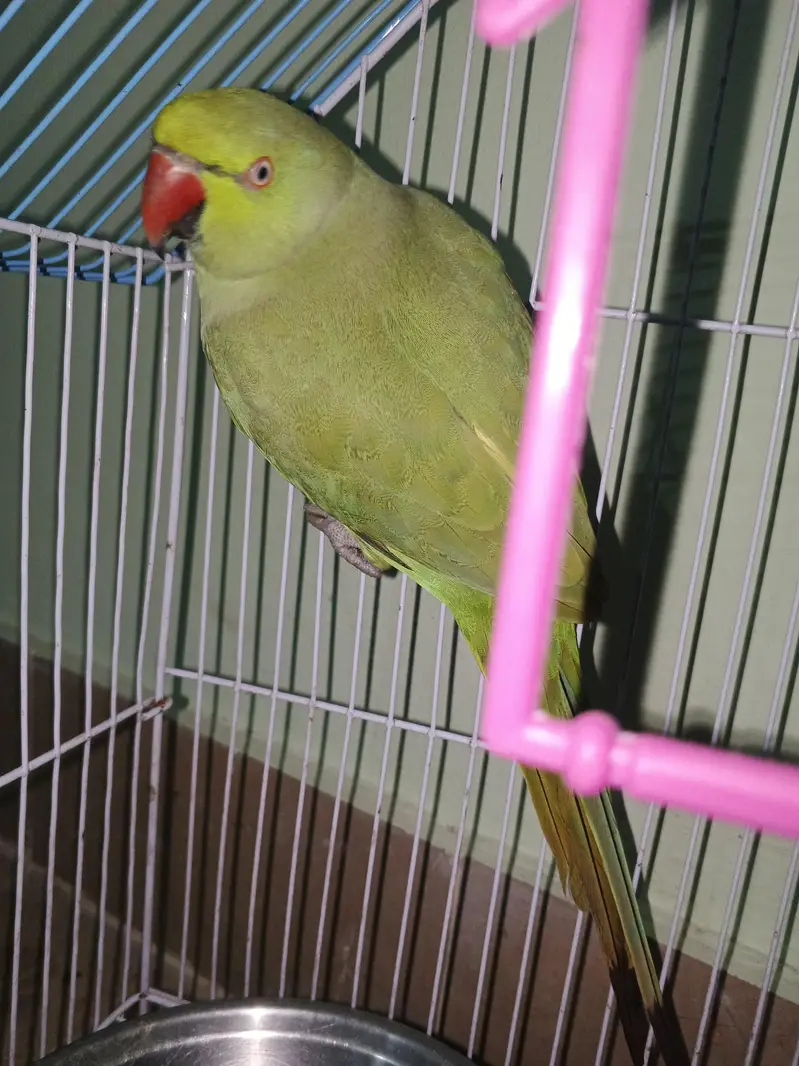 Urgent Sale — photo 3