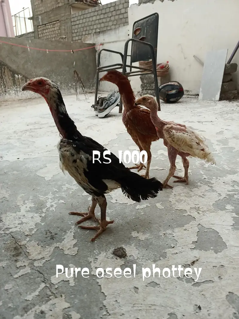 Heera madi and aseel phattey — photo 3