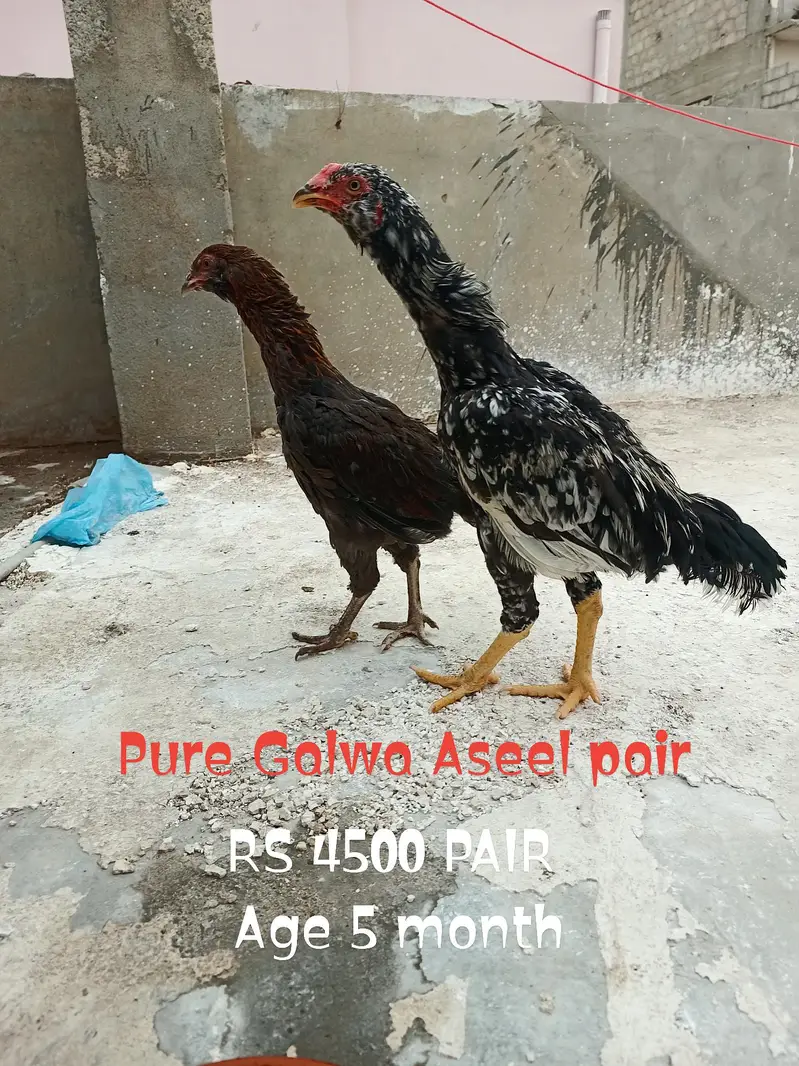 Heera madi and aseel phattey — photo 4