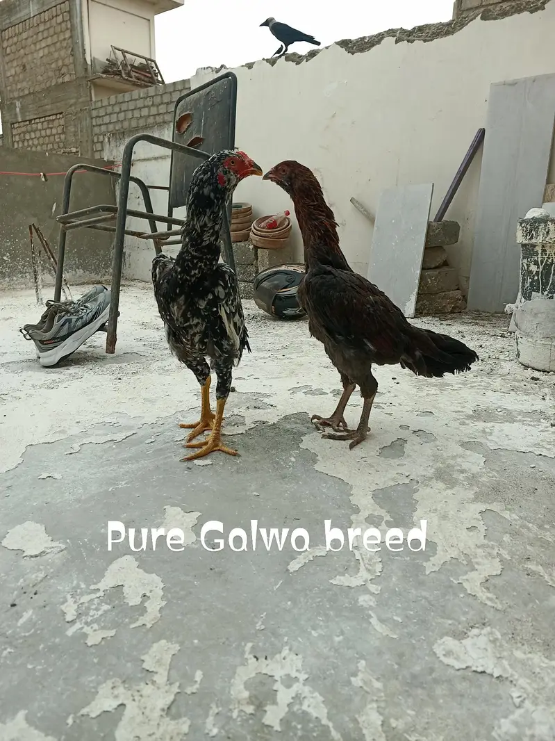 Heera madi and aseel phattey — photo 5