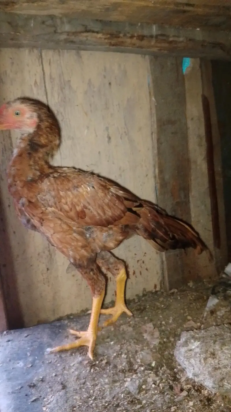 PEELA PAIR PEELA FULL HIGHT — photo 3
