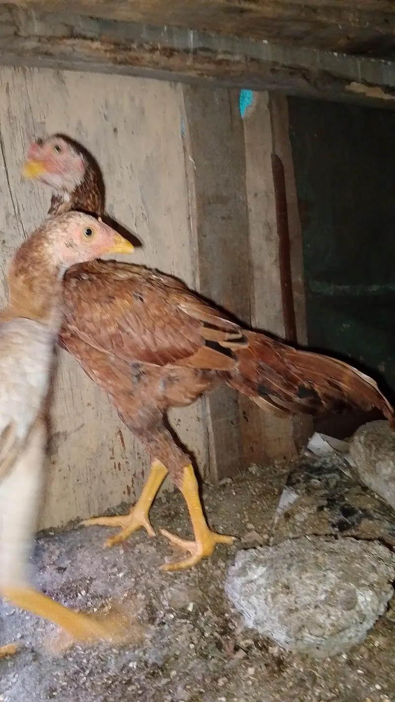 PEELA PAIR PEELA FULL HIGHT — photo 4