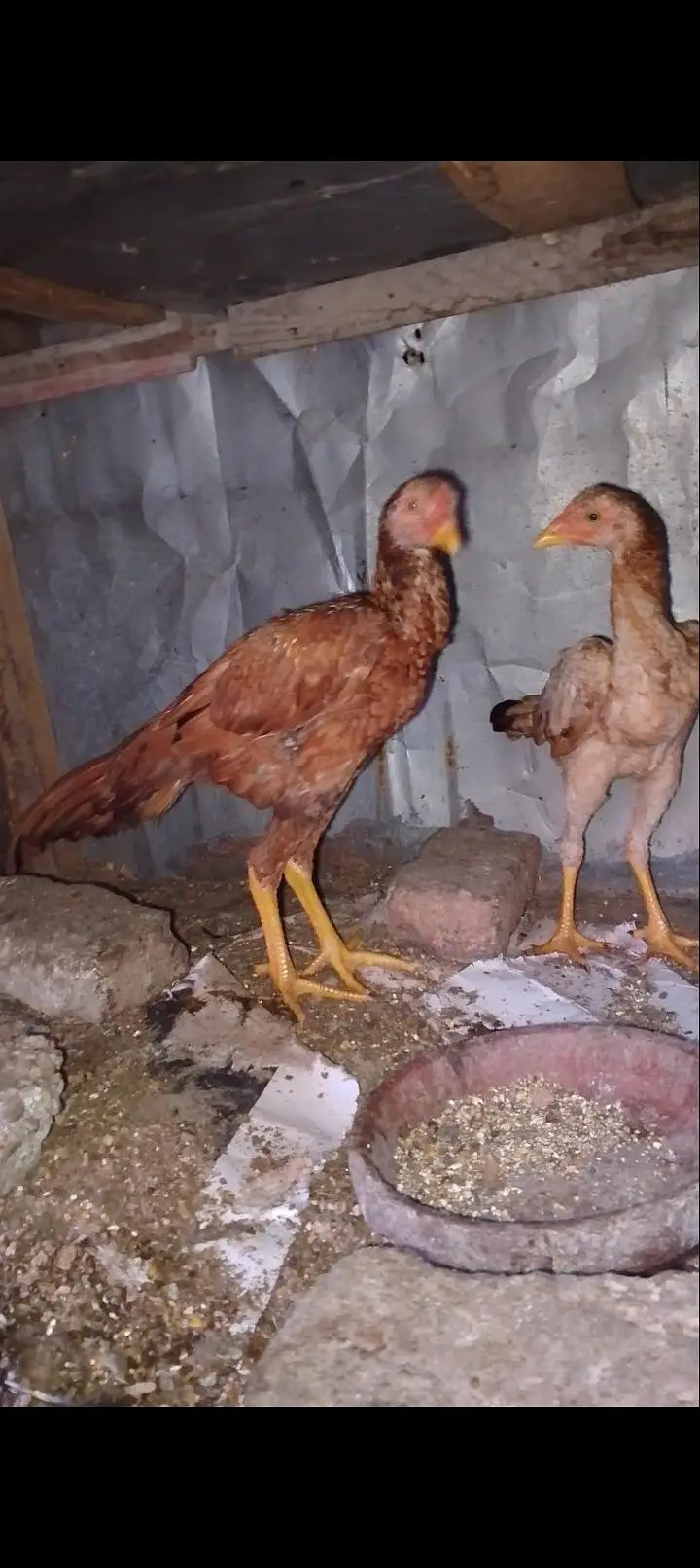 PEELA PAIR PEELA FULL HIGHT — photo 5