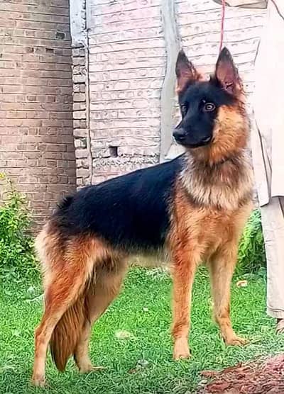 German Shepherd female long for sale