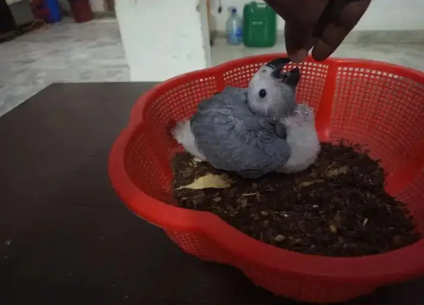 African Grey Parrot checks for sale0319-5056-319 — photo 4