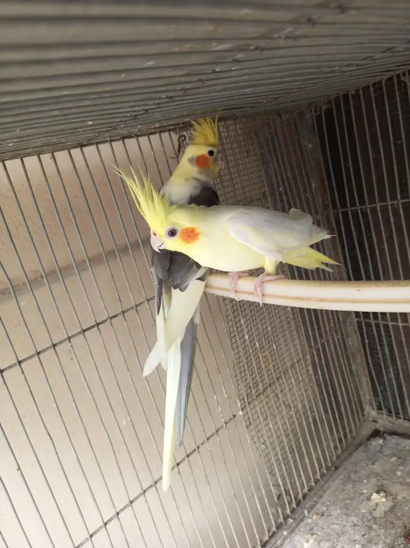 Coacktaisl chicks for hand tame and pair — photo 4