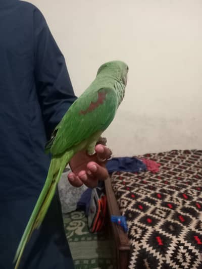 Kashmiri Raw patha