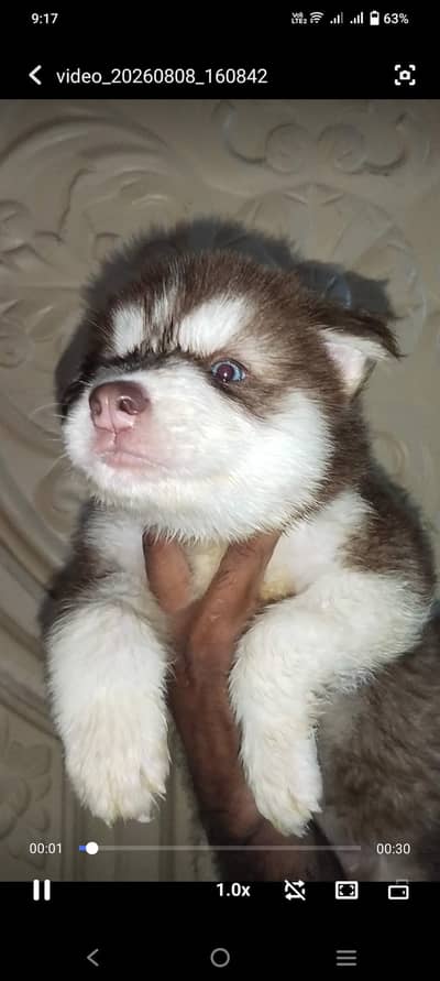 siberian husky puppy available for sale