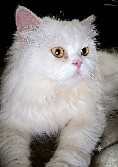 Persian double coated cat