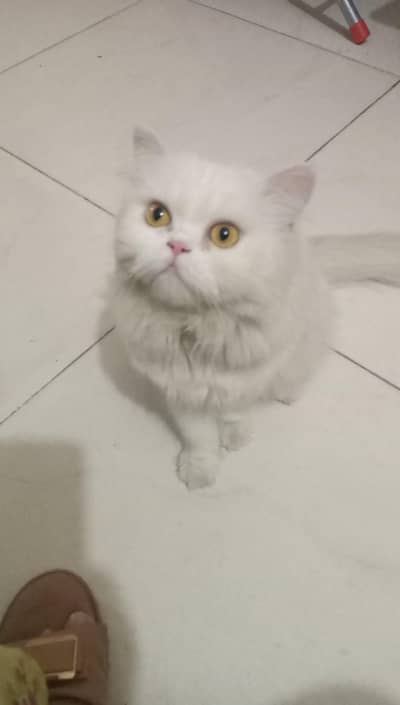 Persian double coated cat