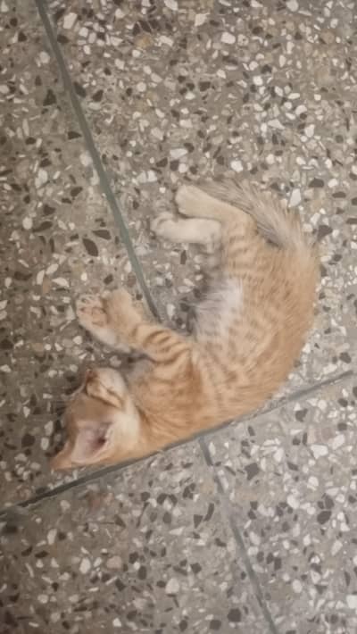 Persian kittens pair hn