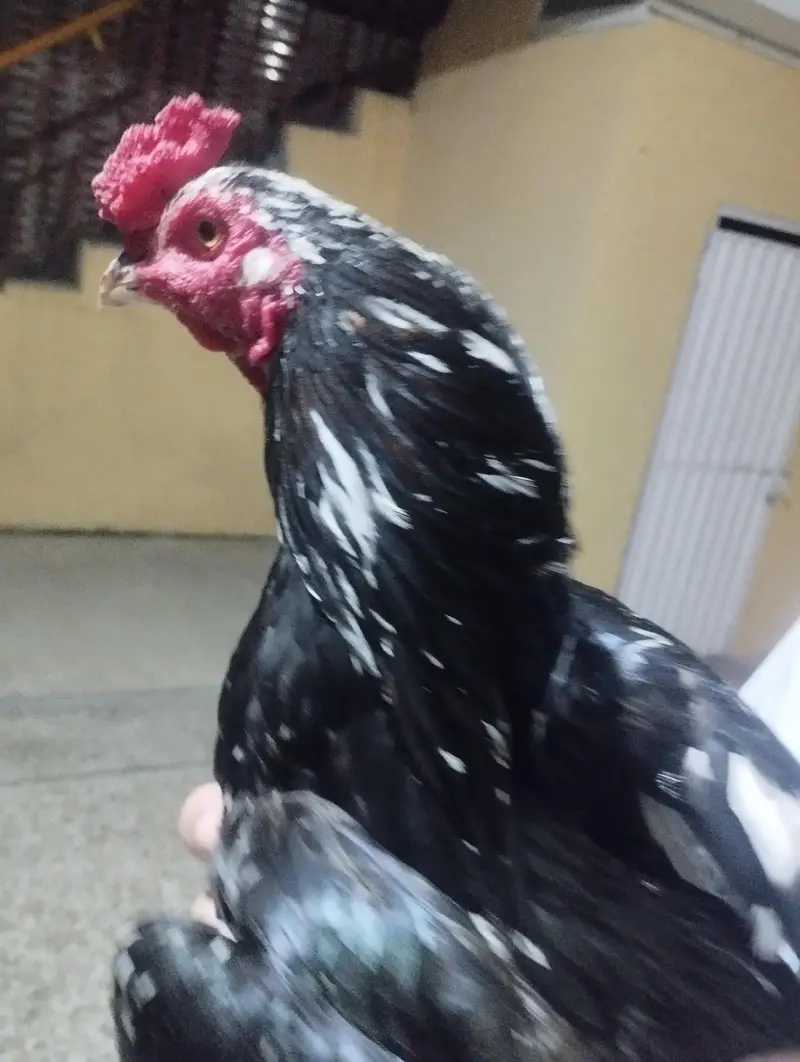 Bakriyan r murgi wgra all sale — photo 2