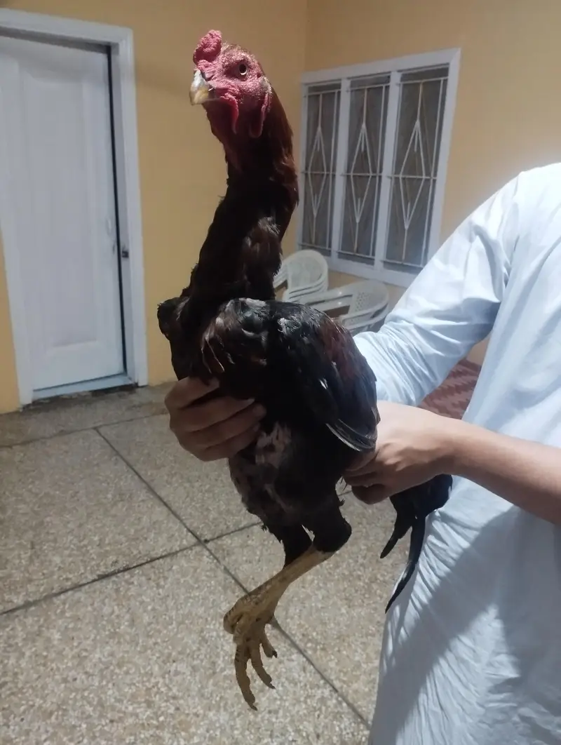 Bakriyan r murgi wgra all sale — photo 5