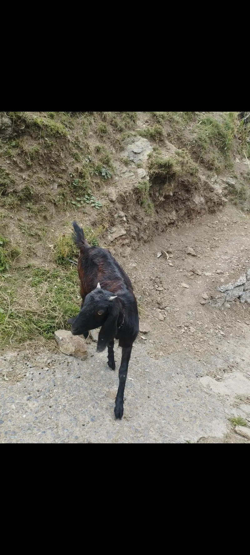 Bakriyan r murgi wgra all sale — photo 6
