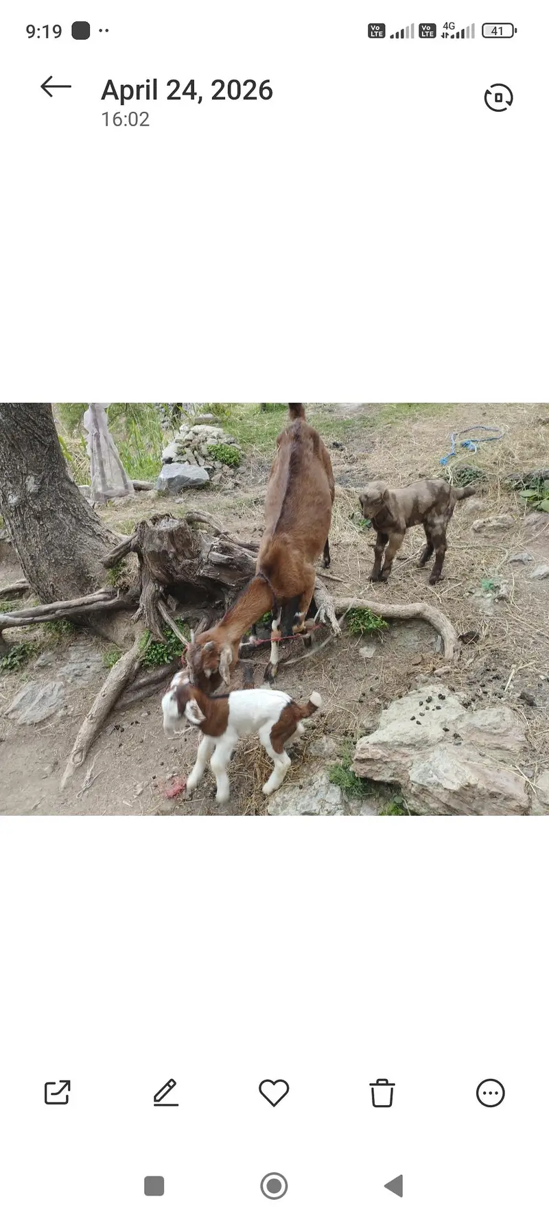 Bakriyan r murgi wgra all sale — photo 7
