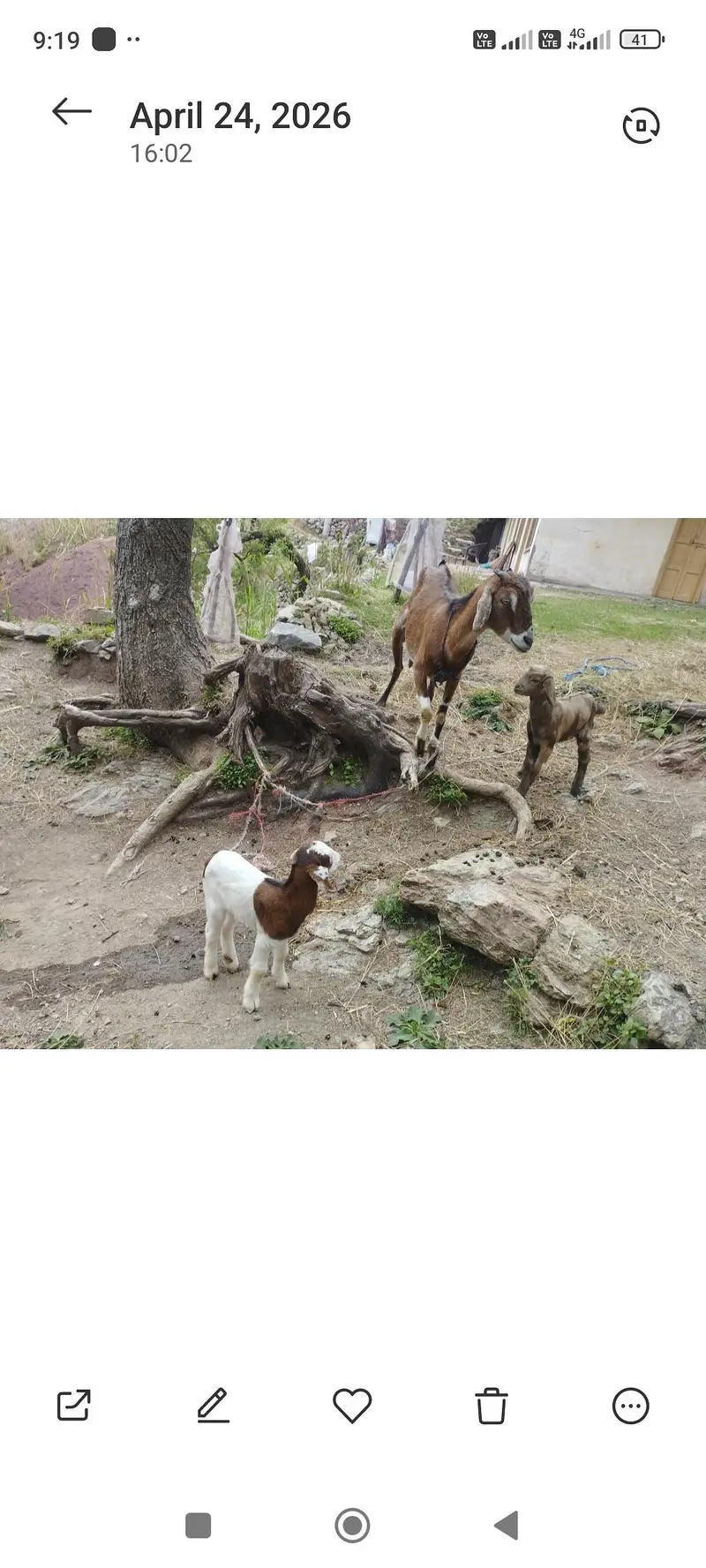 Bakriyan r murgi wgra all sale — photo 8