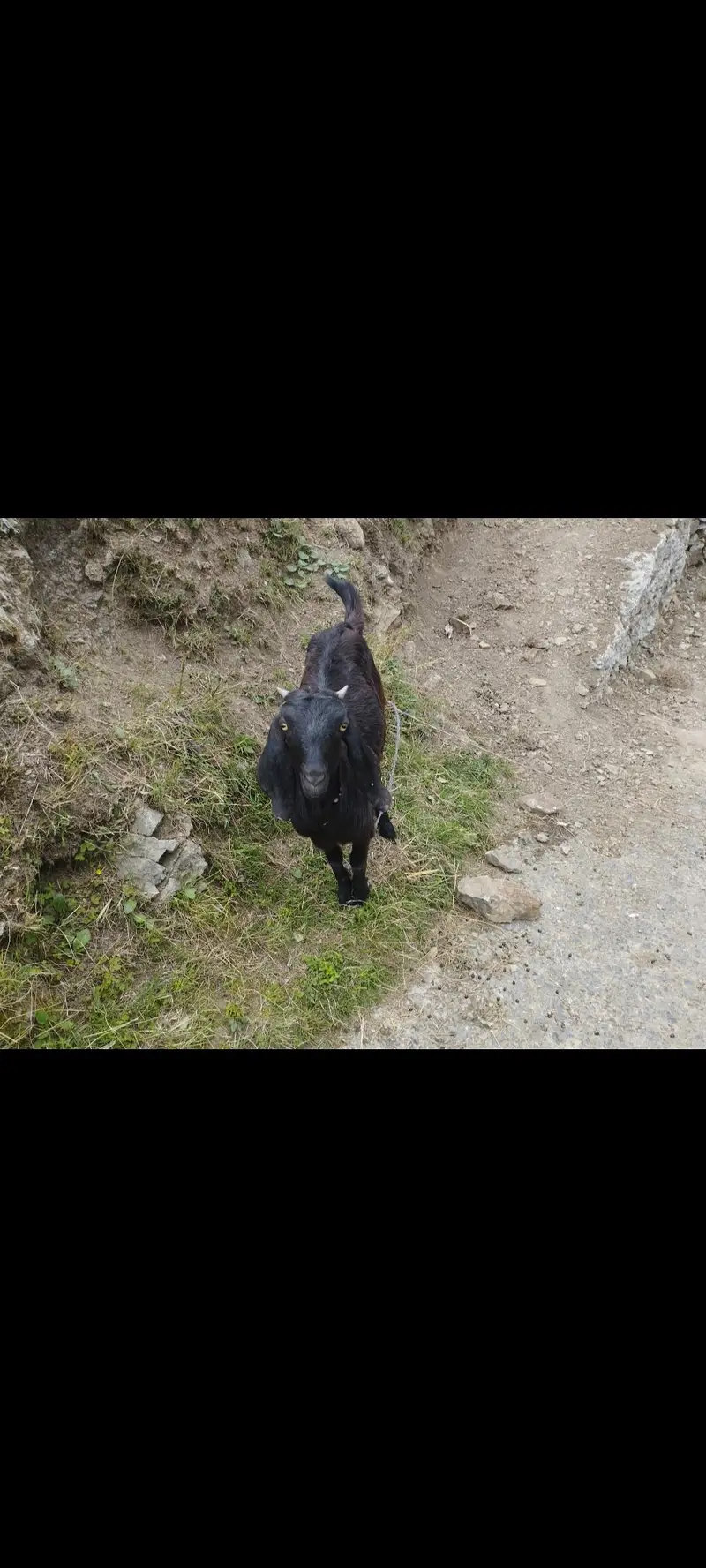 Bakriyan r murgi wgra all sale — photo 9