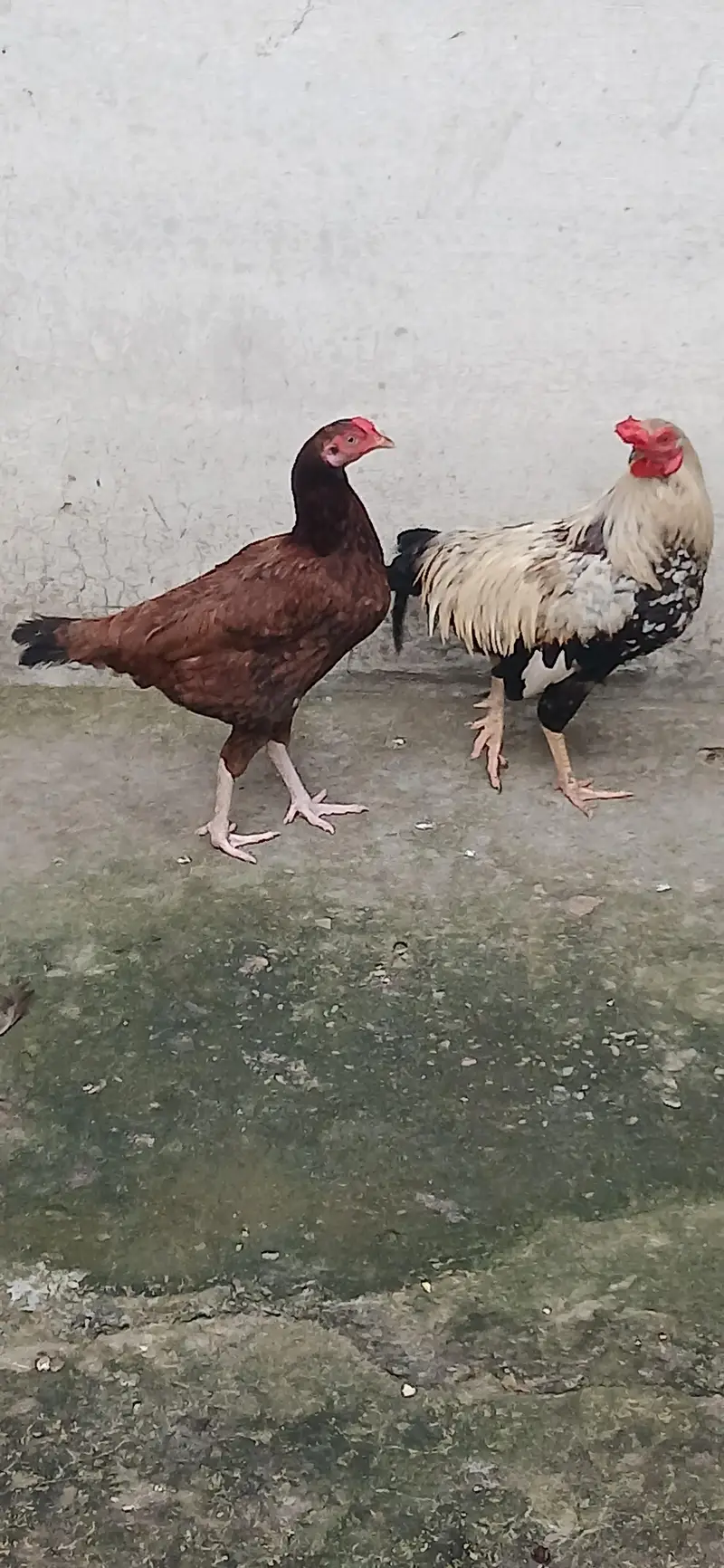 golden mishri pure desi or aseel cross — photo 2