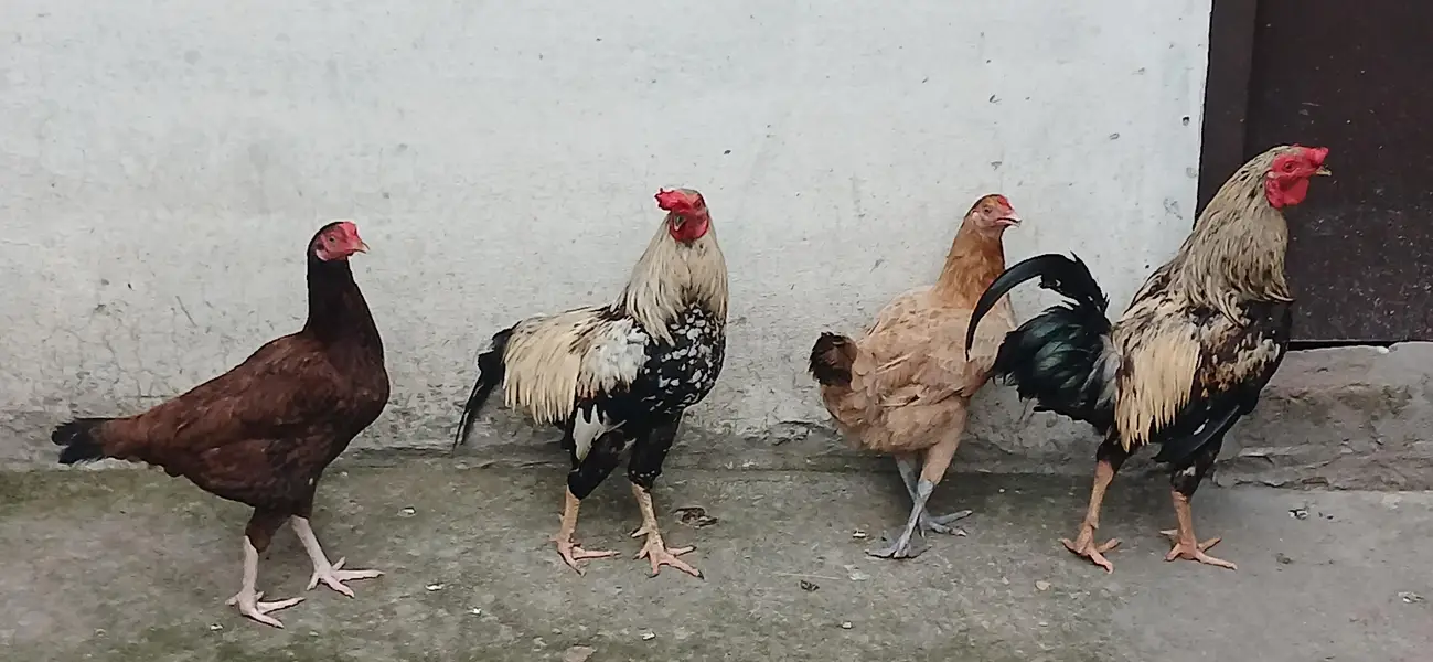 golden mishri pure desi or aseel cross — photo 3