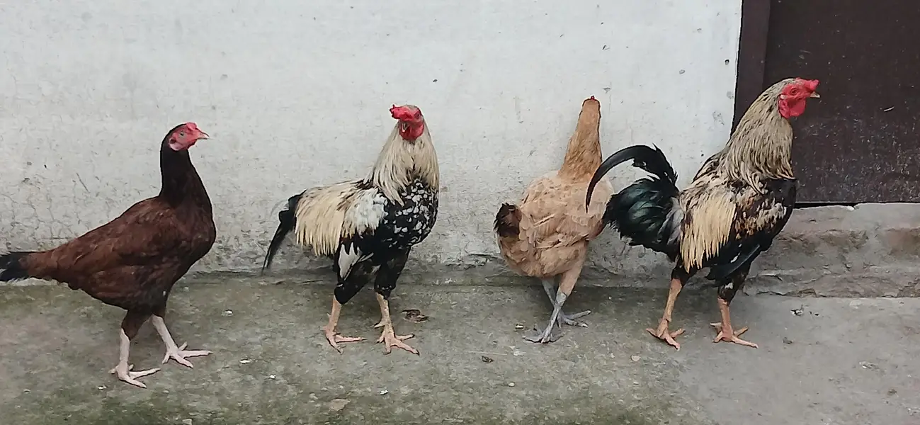 golden mishri pure desi or aseel cross — photo 5