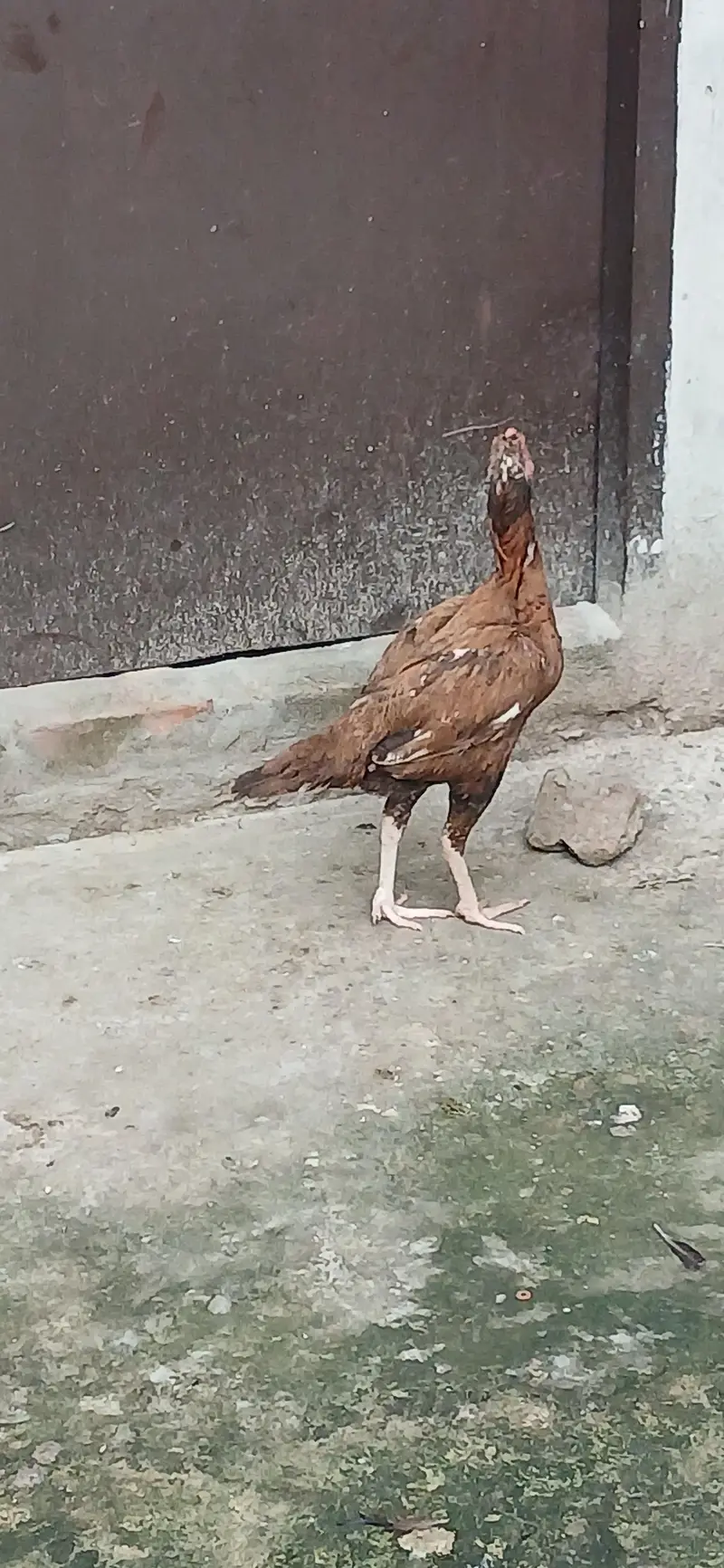 golden mishri pure desi or aseel cross — photo 6