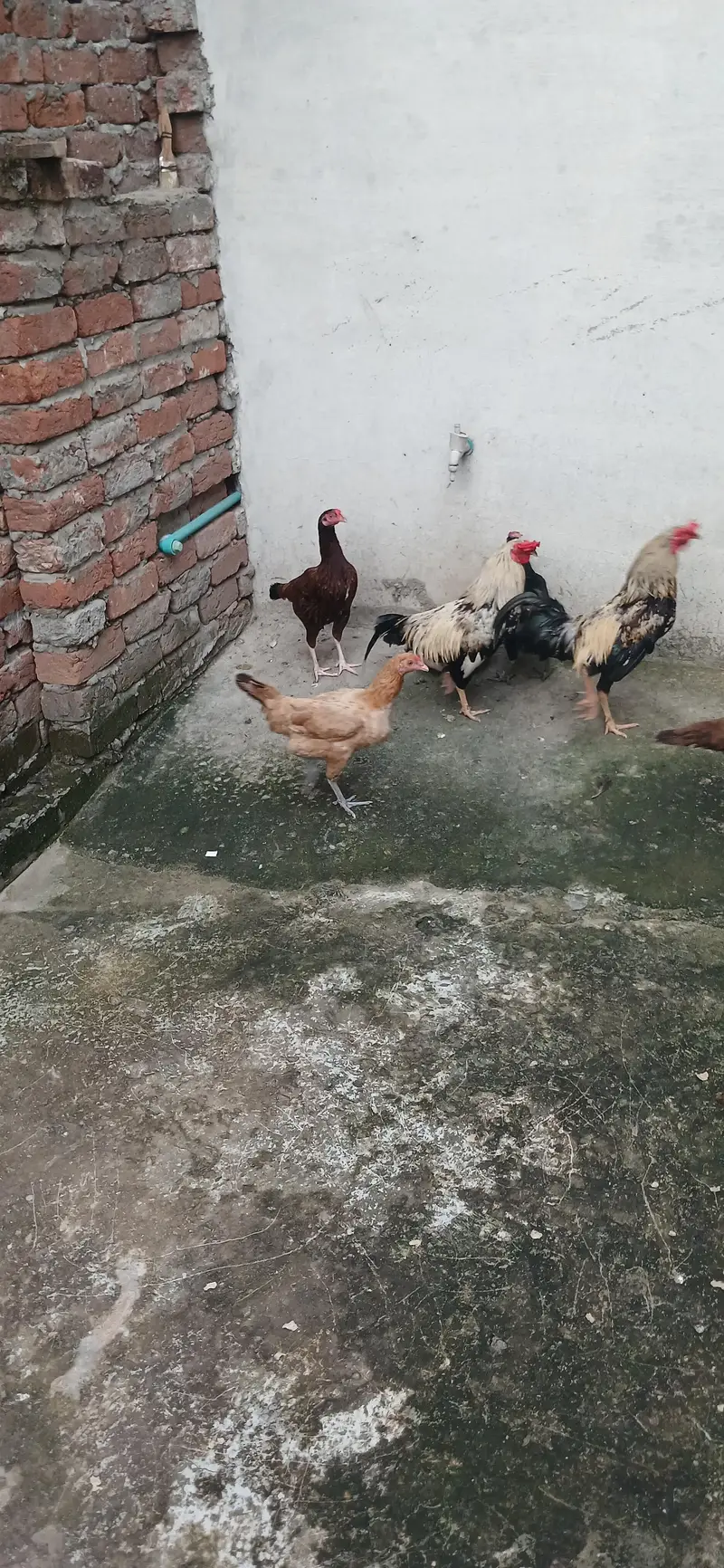 golden mishri pure desi or aseel cross — photo 7