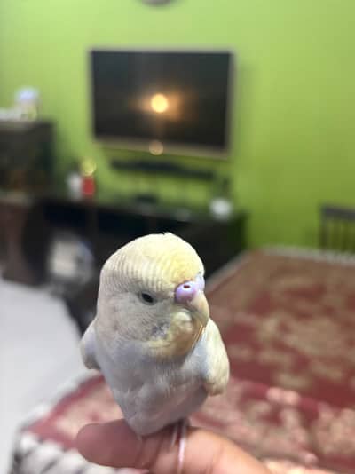 Hand tame Budgie free
